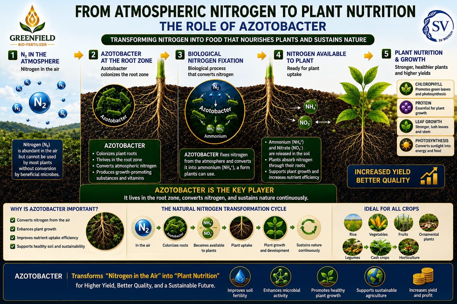Azotobacter nitrogen fixation
