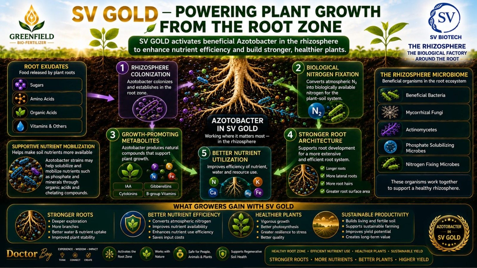 SV GOLD rhizosphere infographic